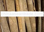 Cassia