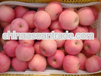 yantai red delicious fresh fruit apple