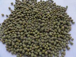 GREEN MOUNG BEANS