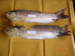 Frozen Rohu