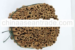 Cassia Vera cut 6-8-10 cm