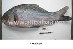 Katla
